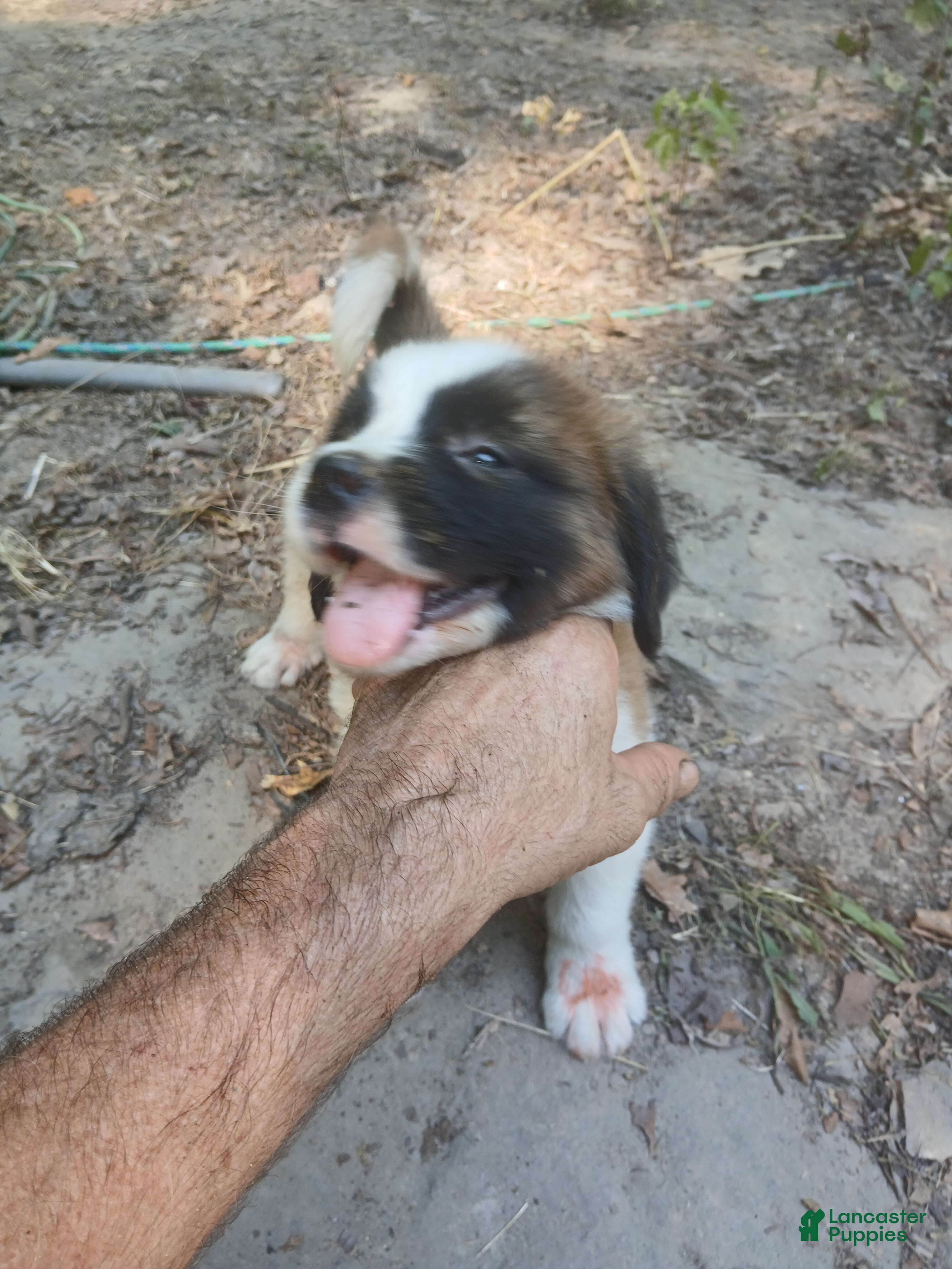 Saint Bernard dogs Saint Bernard 4 GIRL - Ad 16