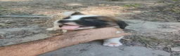 Saint Bernard dogs for sale: Saint Bernard 4 GIRL - Ad 1