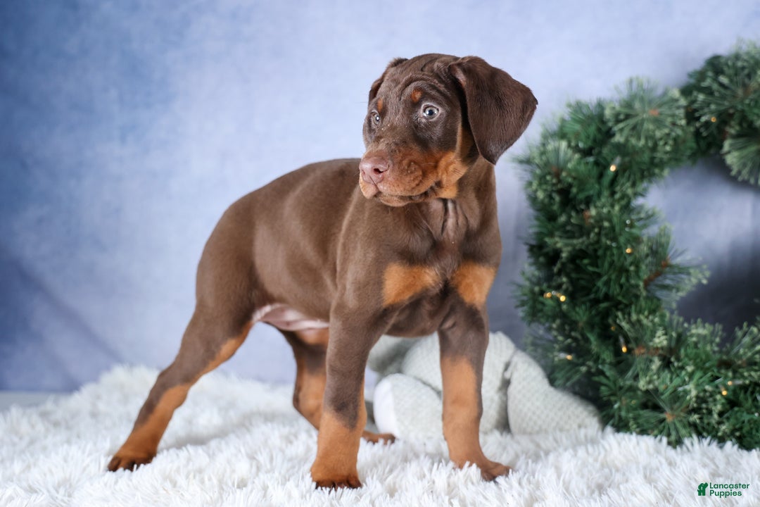 Doberman Pinscher dogs for sale: TRIXIE - Ad 4