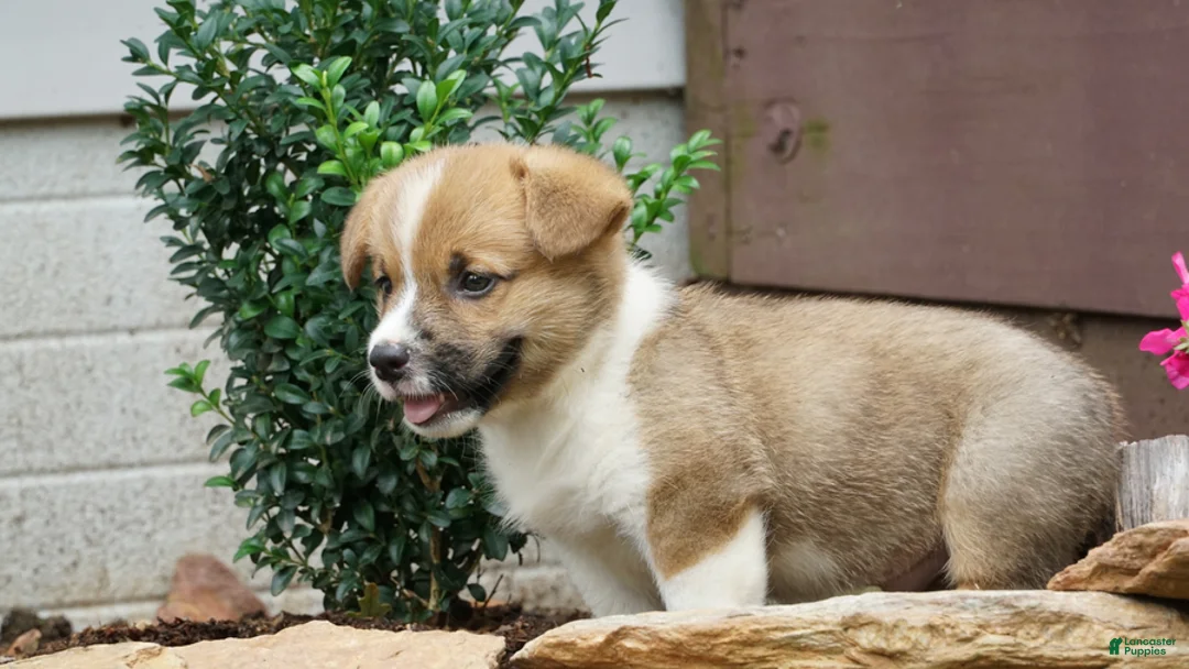 Welsh Corgi Pembroke dogs for sale: Sterling - Ad 2