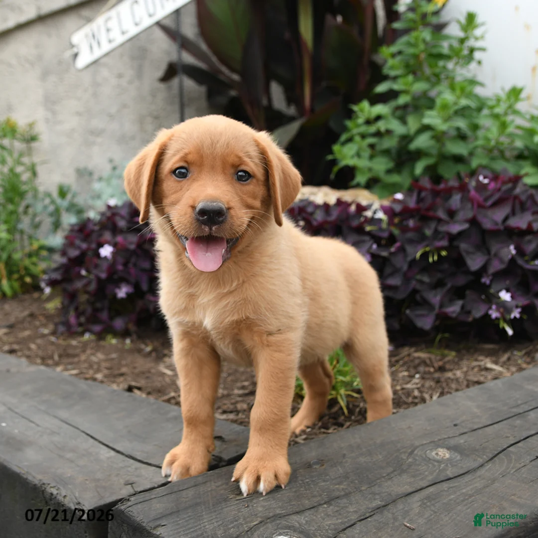 Labrador Retriever dogs for sale: Sparrow - Ad 2