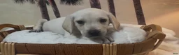 Labrador Retriever dogs for sale: Labrador Retriever 2 - Ad 2