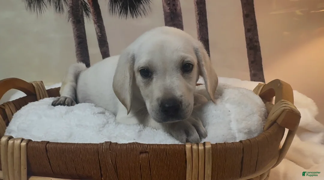 Labrador Retriever dogs for sale: Labrador Retriever 2 - Ad 2