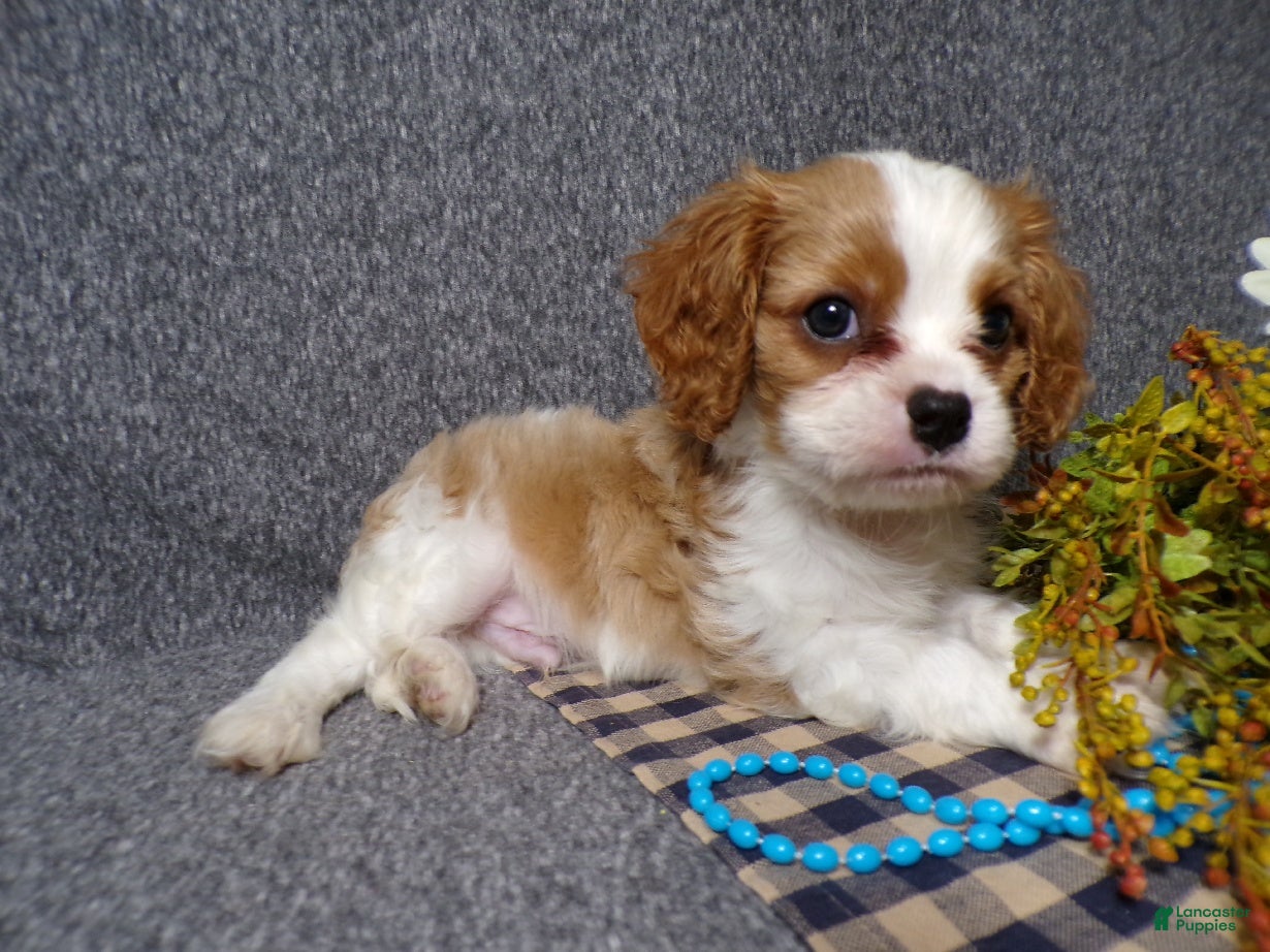 Cavalier King Charles Spaniel dogs Blake - Ad 2