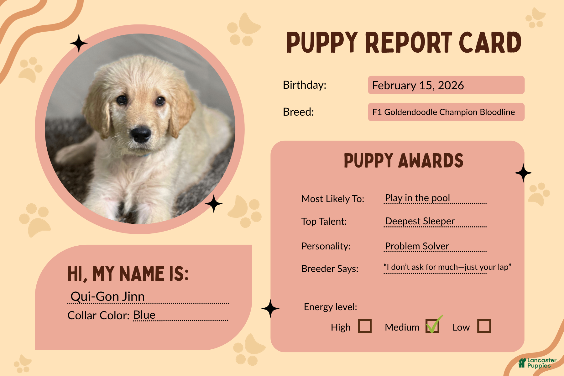 Goldendoodle dogs Qui-Gon Jin - F1 Standard Goldendoodle - Ad 2