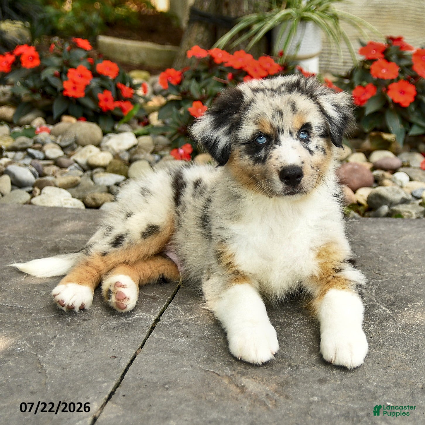 Australian Shepherd dogs Aiden - Ad 2