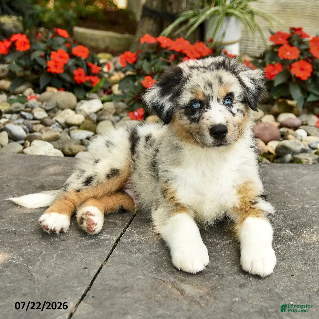 Australian Shepherd dogs for sale: Aiden - Ad 2