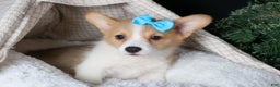Welsh Corgi Pembroke dogs for sale: Ike - Ad 10
