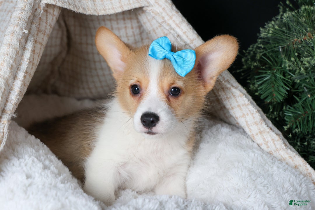 Welsh Corgi Pembroke dogs for sale: Ike - Ad 10