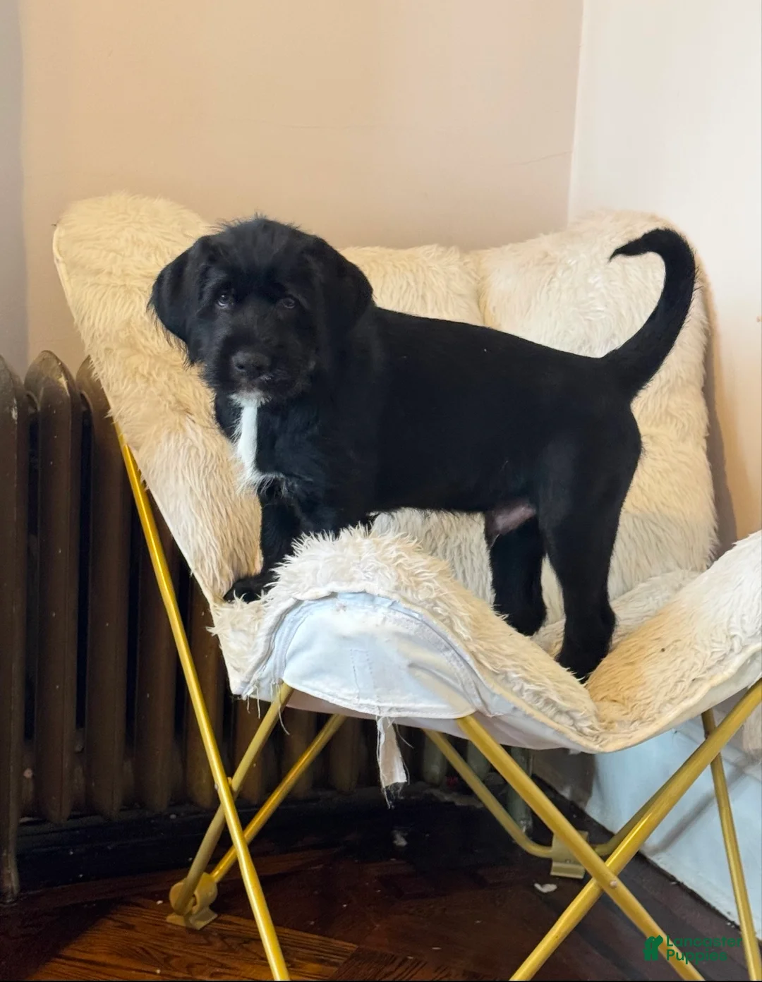 Mixed Breed dogs for sale: Gray Collar - Ad 1