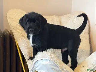 Mixed Breed dogs Gray Collar - Ad 16