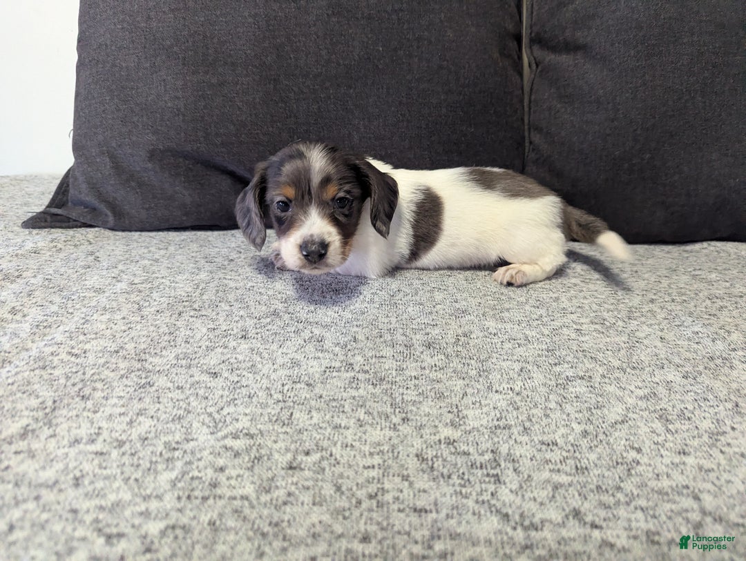 Miniature Dachshund dogs for sale: Astro - Ad 5