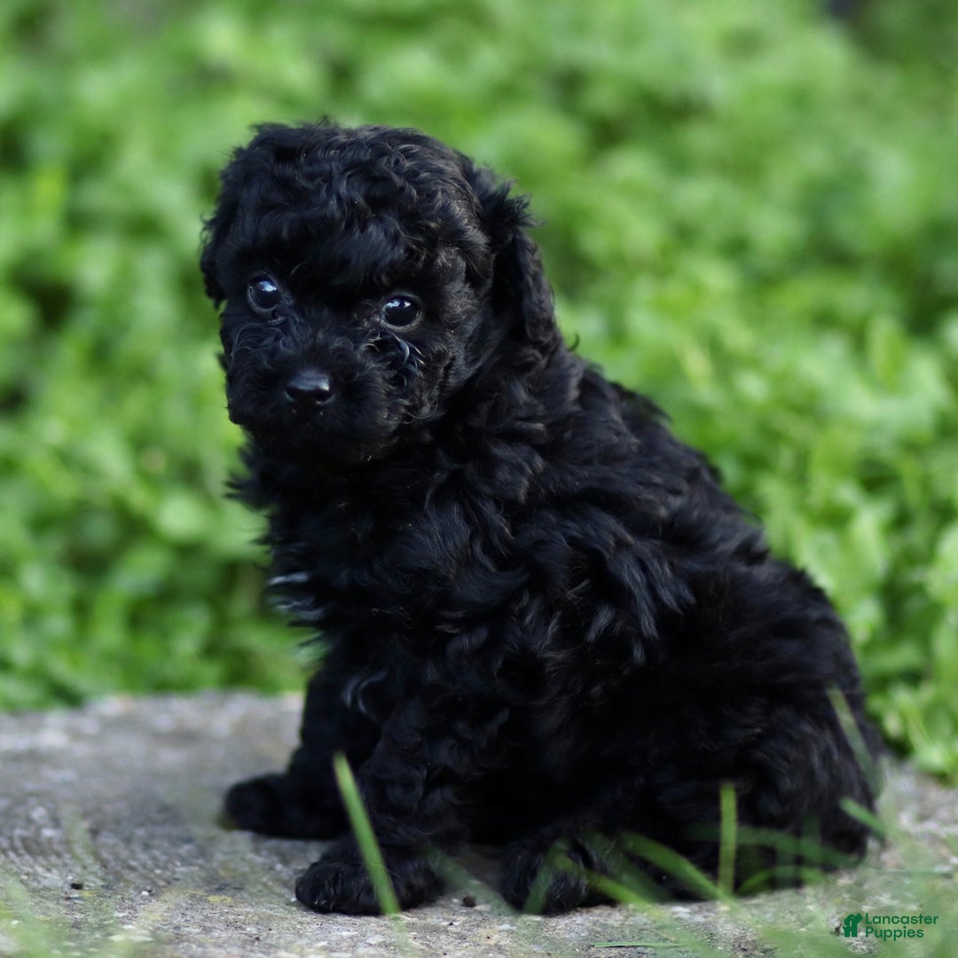 Toy Poodle dogs for sale: Milo - Ad 2