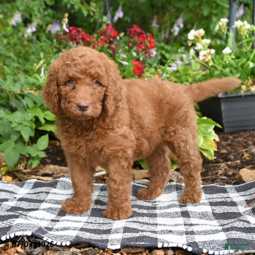 Goldendoodle dogs for sale: Ruby - Ad 1