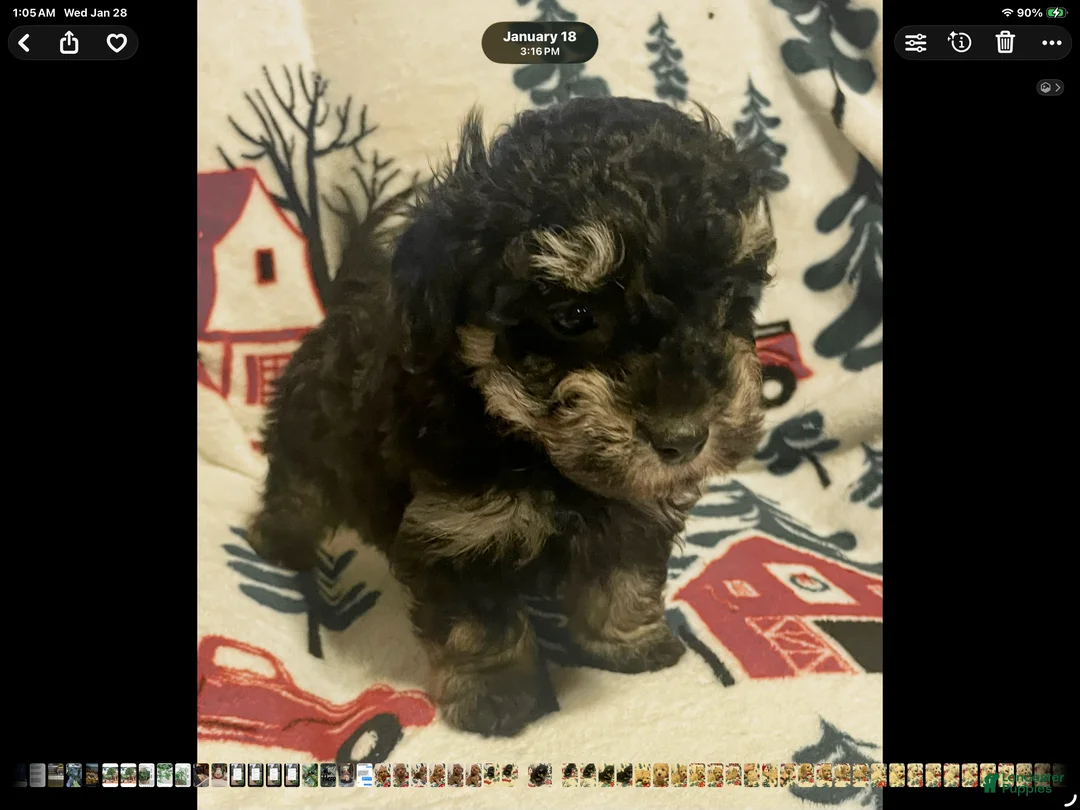 Toy Poodle dogs for sale: Toy Poodle Puppy 1 - Ad 7