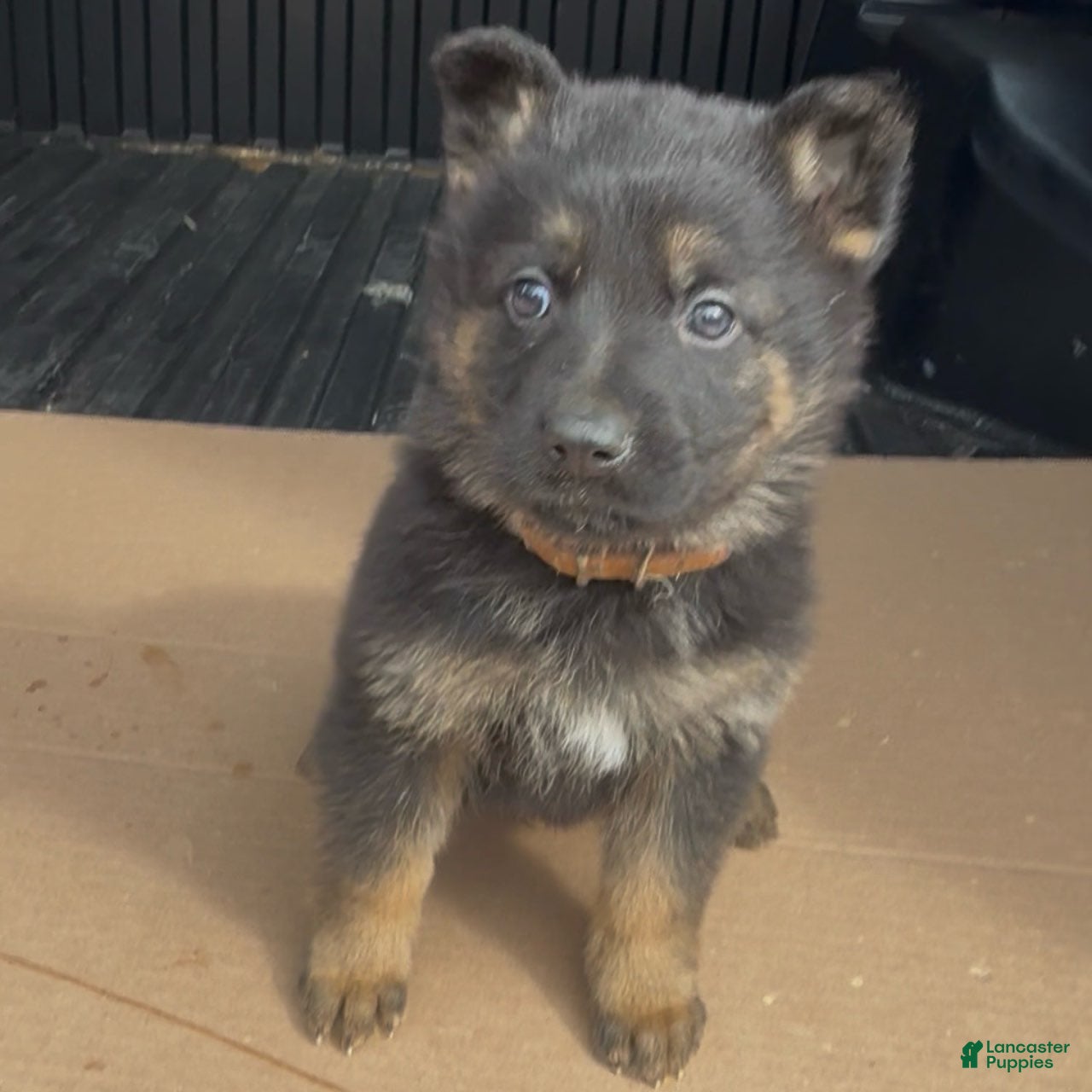 German Shepherd dogs TIO - Ad 1