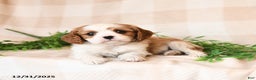 Cavalier King Charles Spaniel dogs for sale: Sawyer - Ad 4