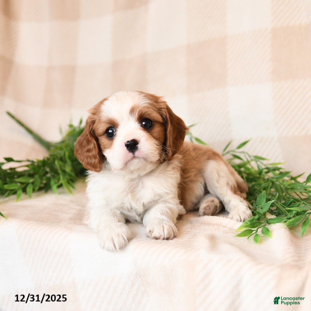 Cavalier King Charles Spaniel dogs for sale: Sawyer - Ad 4