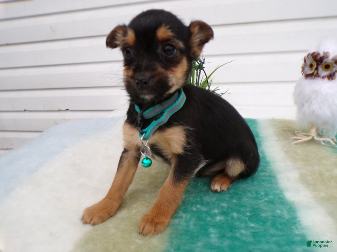 Mixed Breed dogs for sale: Mixed Breed Puppy 3 Trina - Ad 5