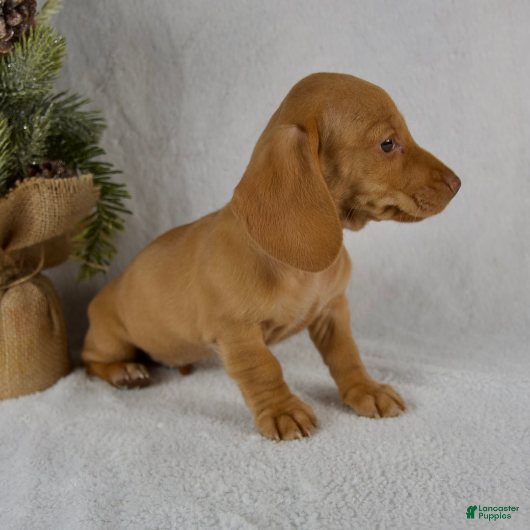Miniature Dachshund dogs for sale: Stella - Ad 2
