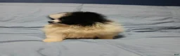 Pomeranian dogs for sale: Oreo Cookie - Ad 2
