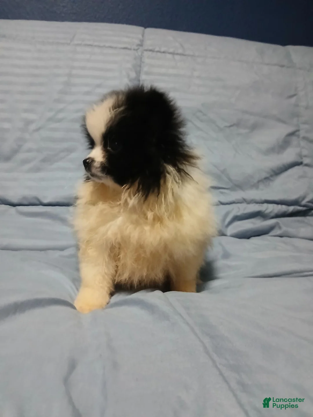 Pomeranian dogs for sale: Oreo Cookie - Ad 2