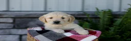 Golden Retriever dogs for sale: Blaze - Ad 7