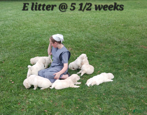 Golden Retriever dogs Erik - Ad 2