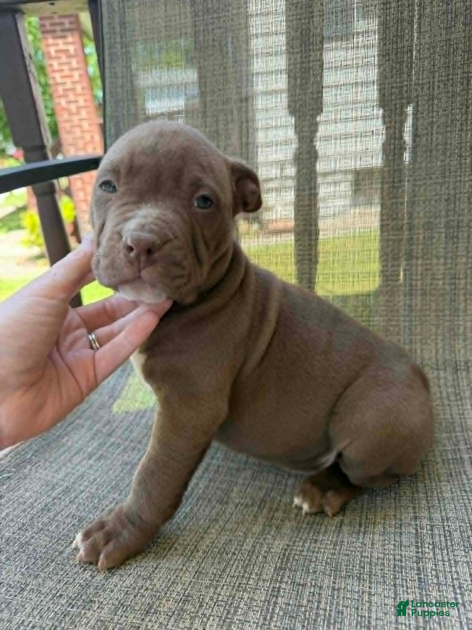 American Bully dogs Floki - Ad 1