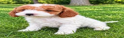 Cavapoo dogs for sale: Bonnie - Ad 4