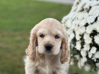 English Cocker Spaniel dogs - Ad 22