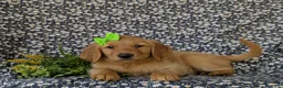 Golden Retriever dogs for sale: Camellia - Ad 6