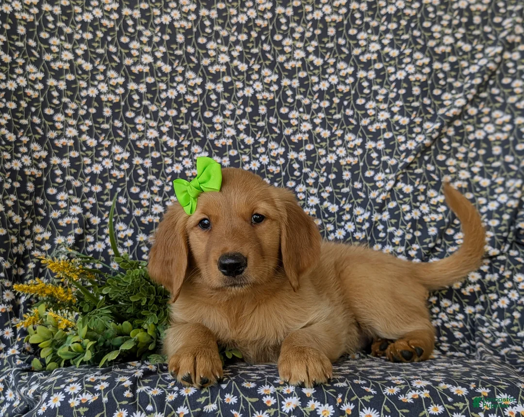 Golden Retriever dogs for sale: Camellia - Ad 6