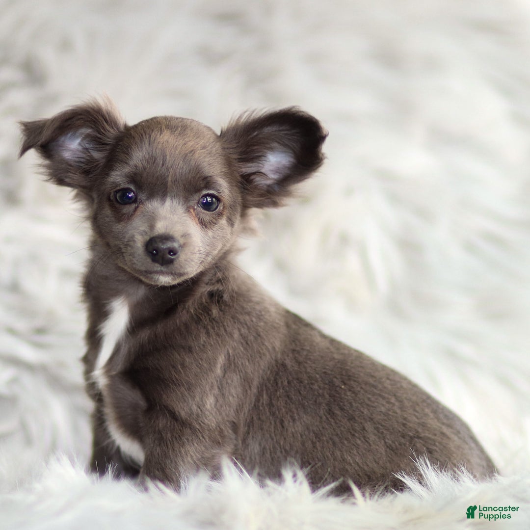 Chihuahua dogs for sale: Penny - Ad 2
