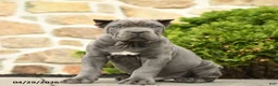 Cane Corso dogs for sale: Winston - Ad 1