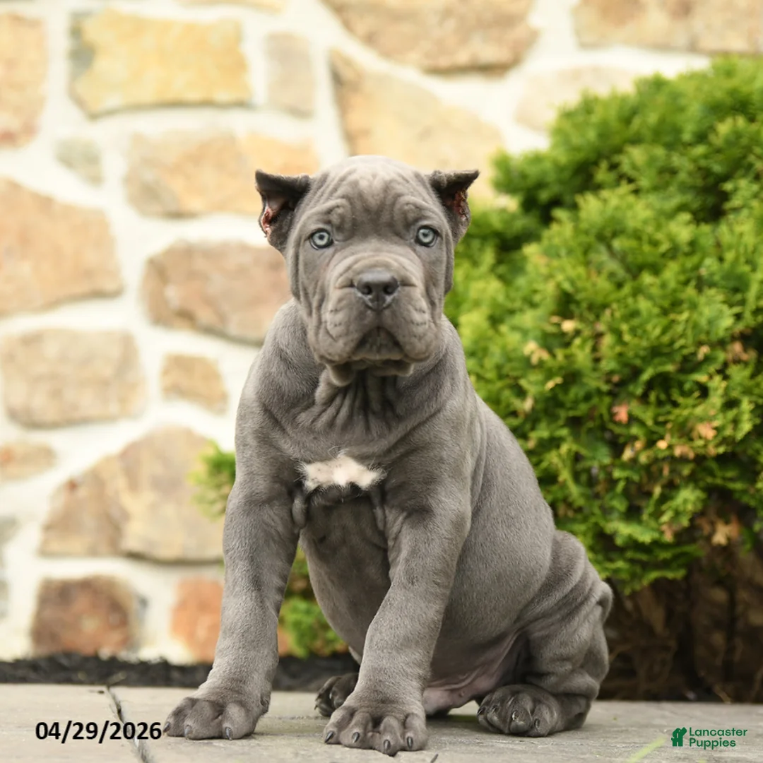 Cane Corso dogs for sale: Winston - Ad 1