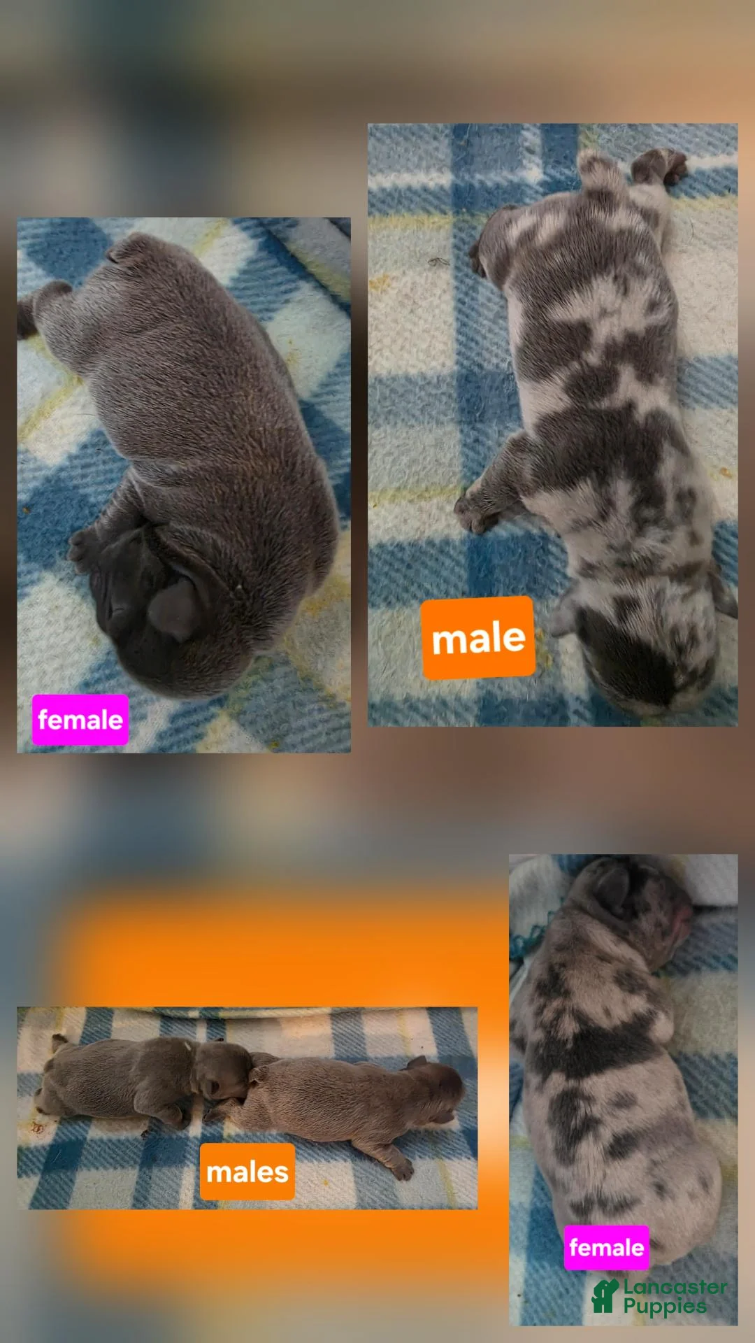 French Bulldog dogs for sale: Cheech - Ad 10