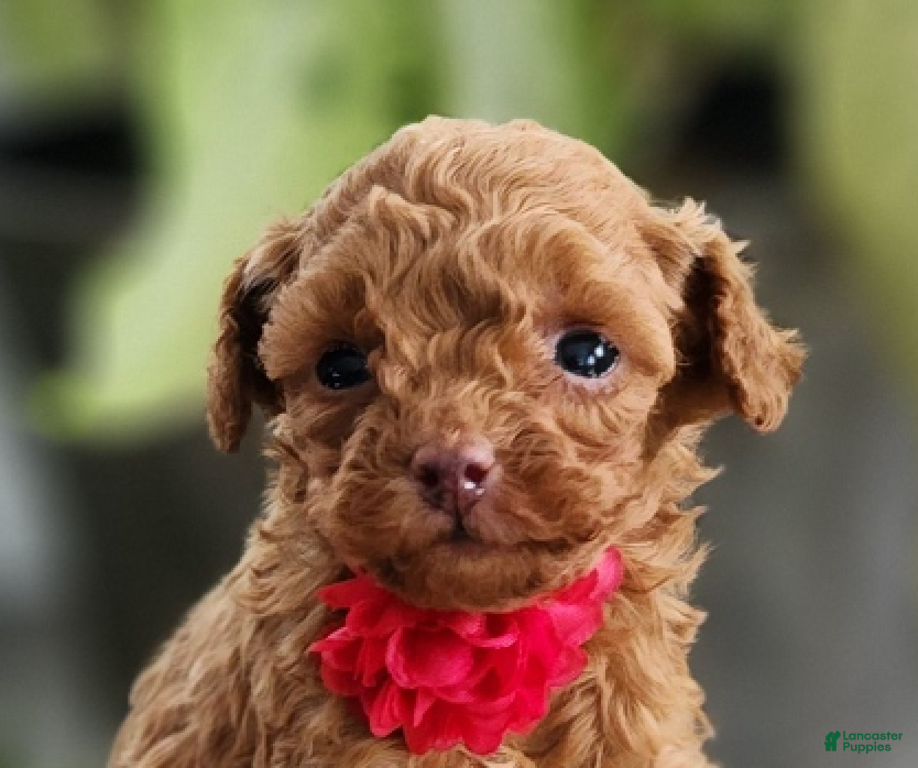 Toy Poodle dogs TEENY TINY Tailor- TEACUP AKC GENETICALLY TESTED - Ad 12