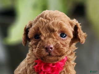 Toy Poodle dogs TEENY TINY Tailor- TEACUP AKC GENETICALLY TESTED - Ad 12