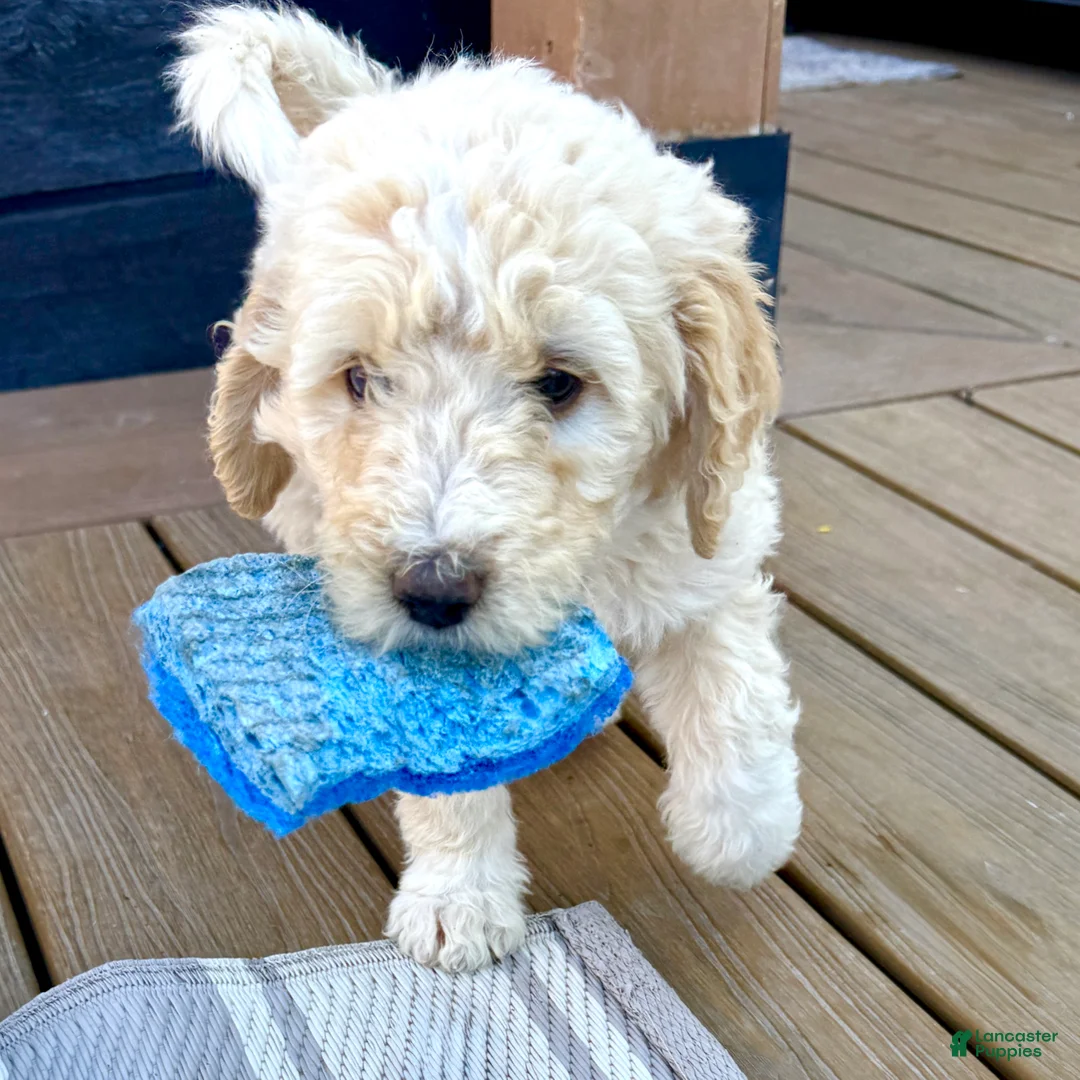 Bernedoodle dogs for sale: Boo - Ad 1
