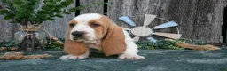 Basset Hound dogs for sale: Delilah - Ad 2