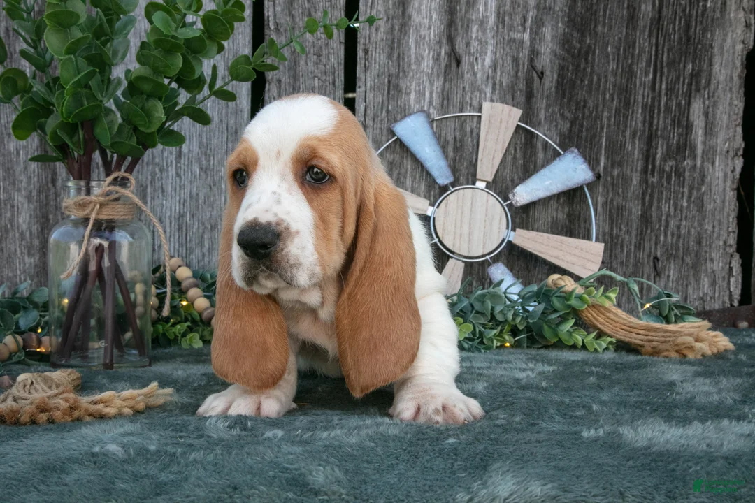 Basset Hound dogs for sale: Delilah - Ad 2