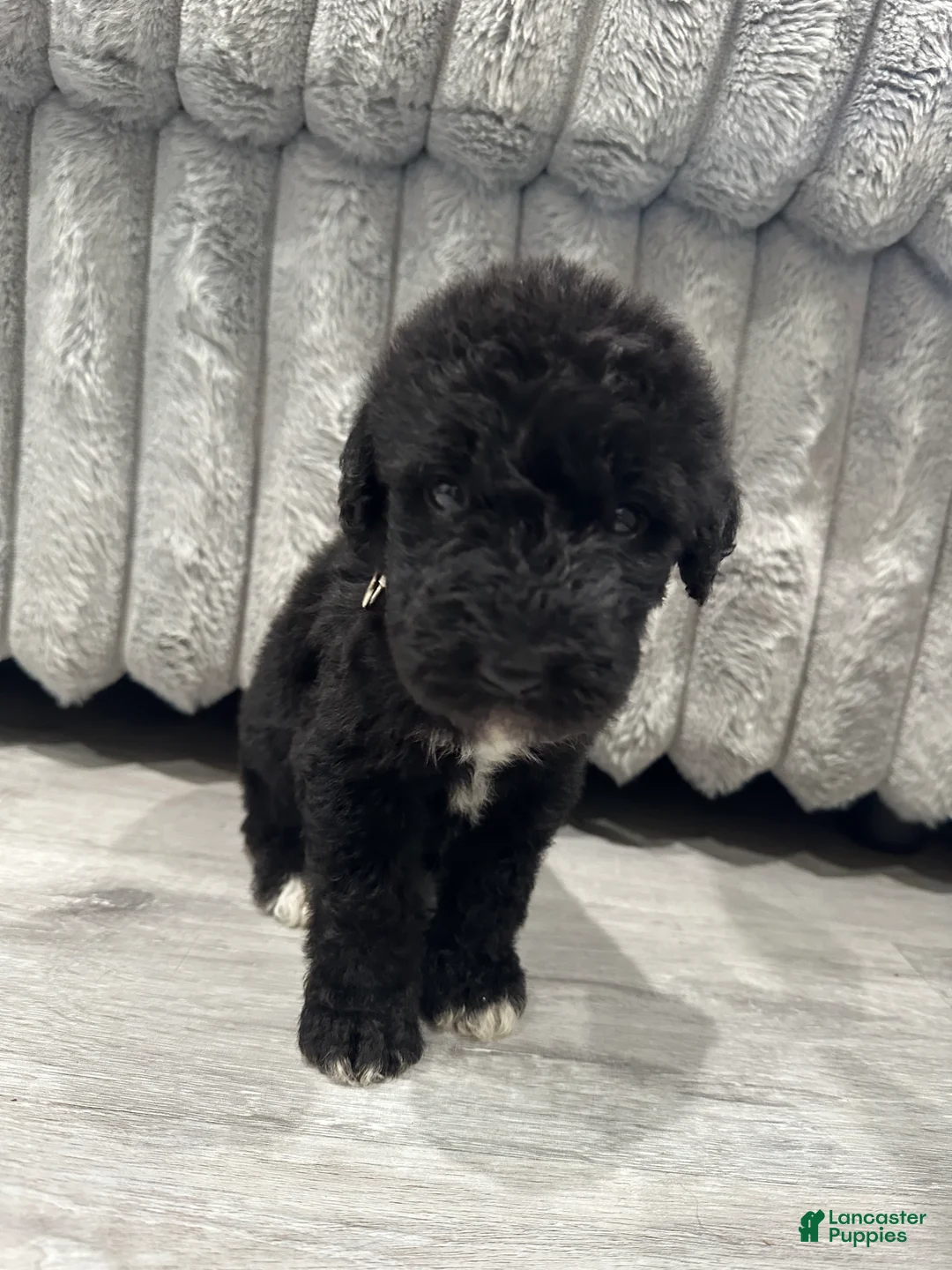 Mixed Breed dogs for sale: Airedoodle male - Ad 1