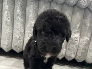 Mixed Breed dogs for sale: Airedoodle male - Ad 2