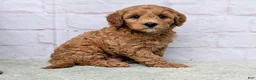 Mini Goldendoodle dogs for sale: Milo - Ad 4