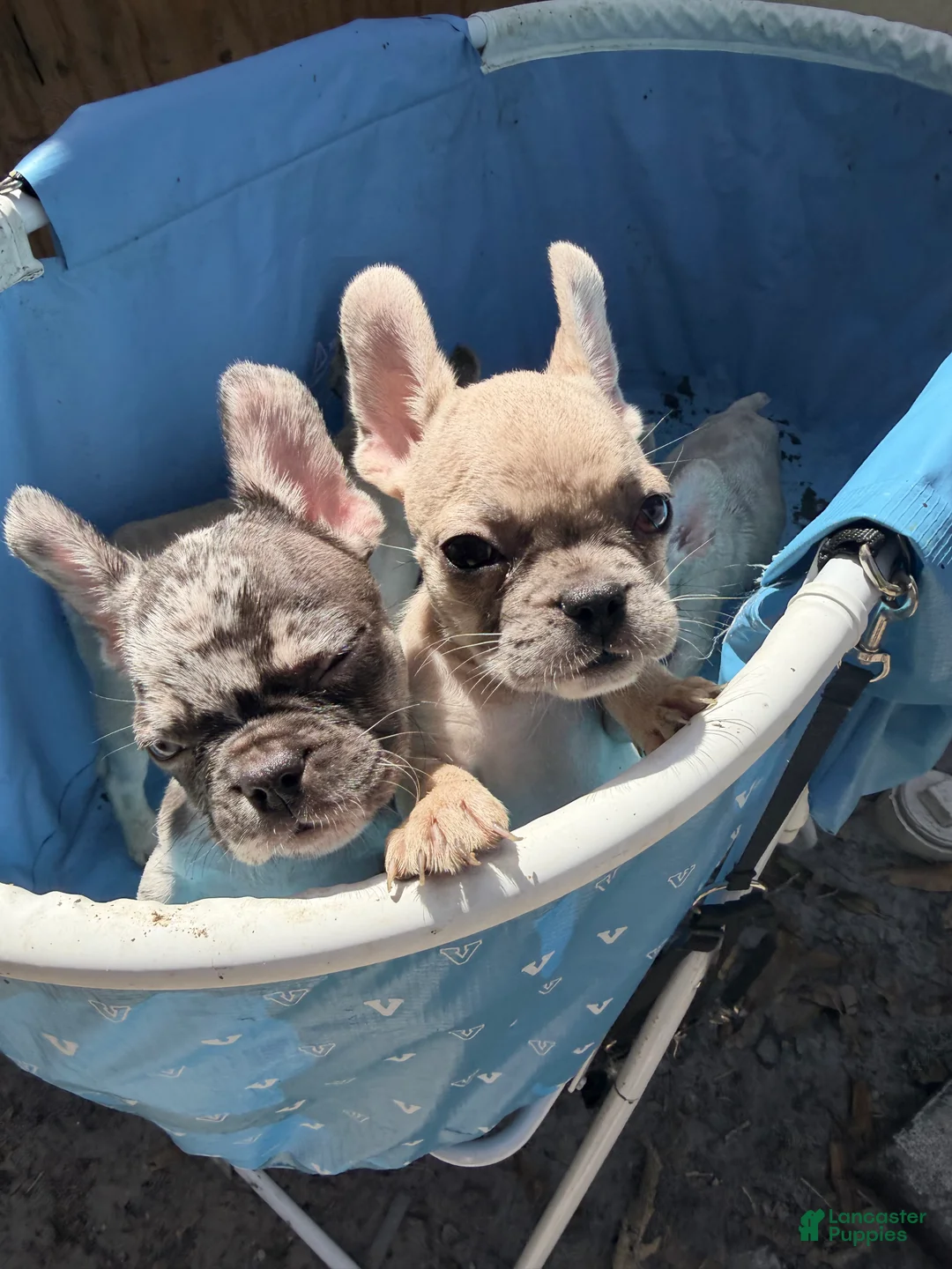 French Bulldog dogs for sale: Tan girl - Ad 1