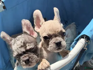 French Bulldog dogs Tan girl - Ad 31