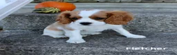 Cavalier King Charles Spaniel dogs for sale: Fletcher - Ad 5