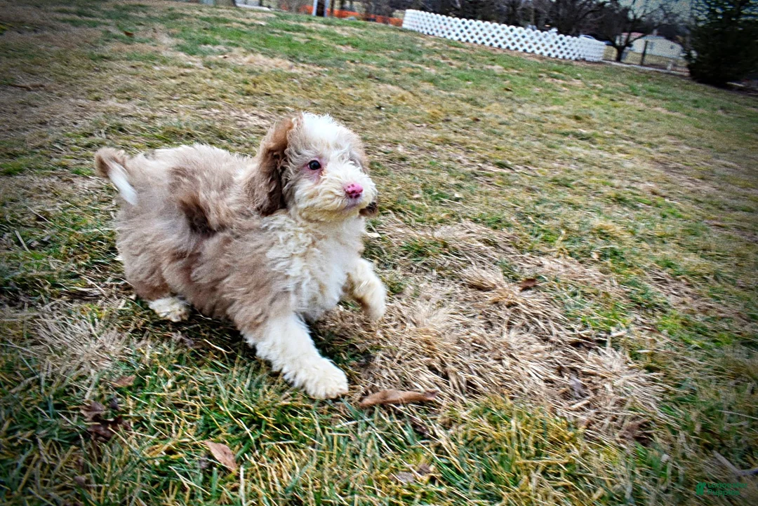 Havapoo dogs for sale: Webster - Ad 12