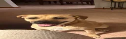 Mixed Breed dogs for sale: Dice - Ad 3